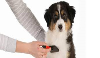 Tips on How to Brush Dogs